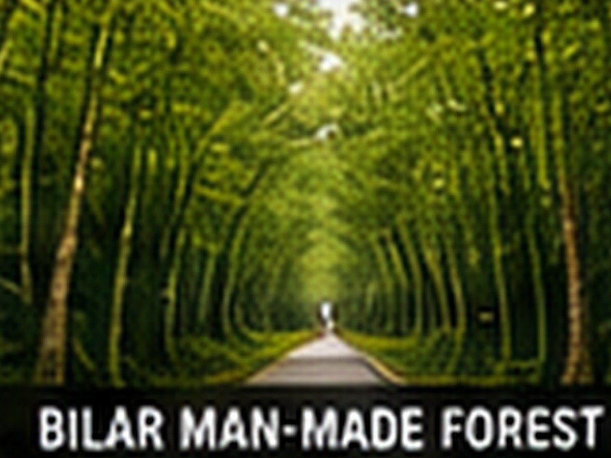 Bilar Man-Made Forest